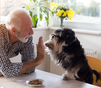 Navigating CPAP Therapy with a Furry Friend by Your Side - CPAPnation