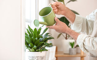 Plants and Sleep: Can Houseplants Improve Your Sleep Quality? - CPAPnation